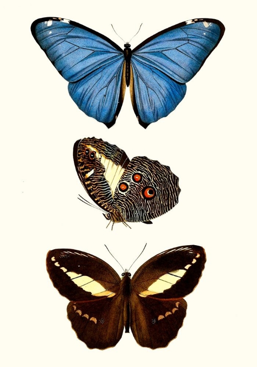 Picture of ENTOMOLOGY SERIES VIII