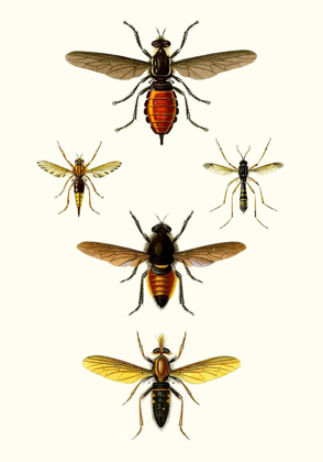 Picture of ENTOMOLOGY SERIES IX