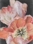 Picture of PASTEL PARROT TULIPS I