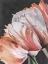 Picture of PASTEL PARROT TULIPS III