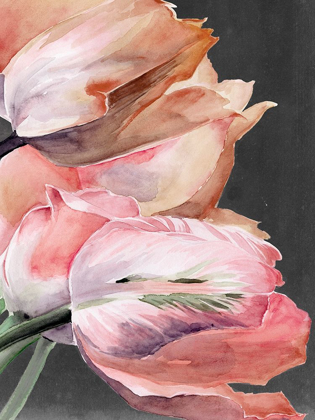 Picture of PASTEL PARROT TULIPS IV