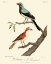 Picture of VINTAGE FRENCH BIRDS II