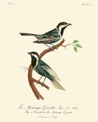 Picture of VINTAGE FRENCH BIRDS III