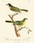 Picture of VINTAGE FRENCH BIRDS VI