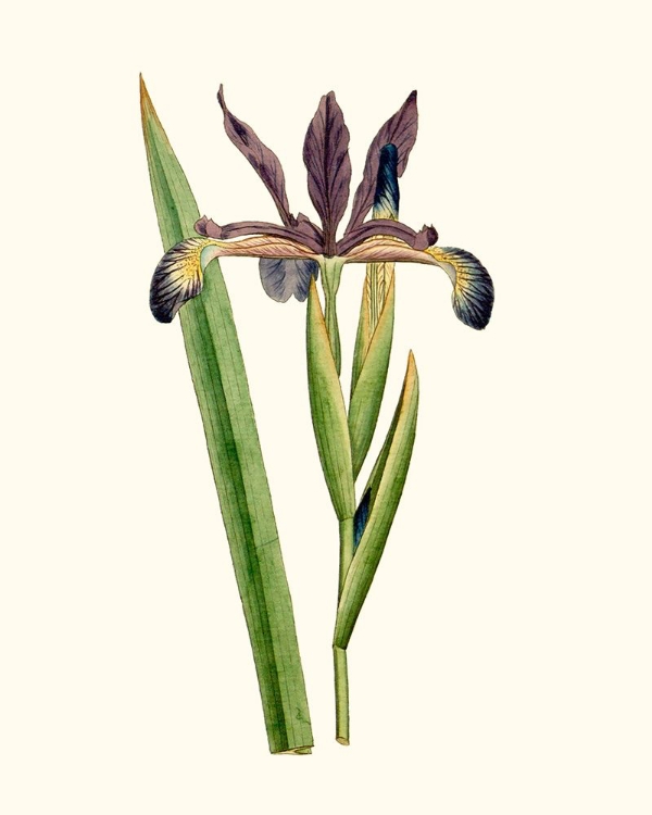 Picture of ANTIQUE IRIS III