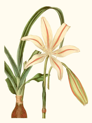 Picture of ANTIQUE AMARYLLIS I