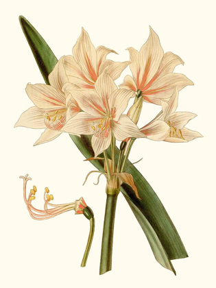 Picture of ANTIQUE AMARYLLIS II