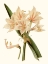 Picture of ANTIQUE AMARYLLIS II