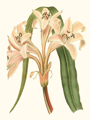 Picture of ANTIQUE AMARYLLIS III