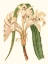 Picture of ANTIQUE AMARYLLIS III