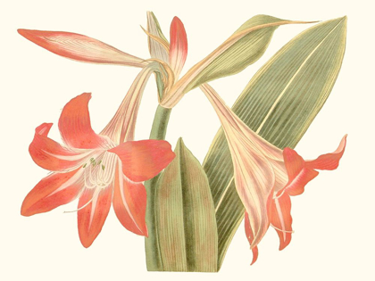 Picture of ANTIQUE AMARYLLIS IV