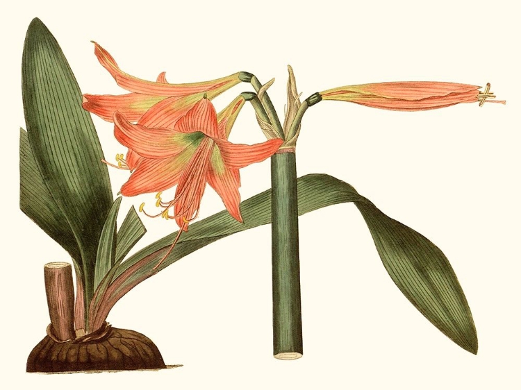 Picture of ANTIQUE AMARYLLIS VII