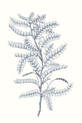 Picture of INDIGO BOTANY STUDY II