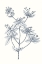 Picture of INDIGO BOTANY STUDY III