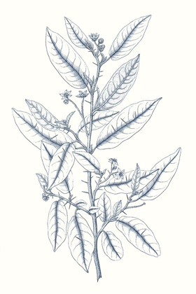 Picture of INDIGO BOTANY STUDY V