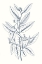 Picture of INDIGO BOTANY STUDY V