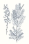 Picture of INDIGO BOTANY STUDY VII