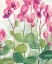 Picture of CYCLAMEN FANTASIA II