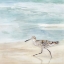 Picture of SPECKLED WILLET II