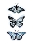 Picture of BLUE BUTTERFLY TRIO II