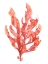 Picture of CORAL KELP I