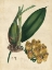 Picture of SOPHISTICATED ORCHID I