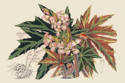 Picture of BEGONIA VARIETIES I