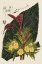 Picture of BEGONIA VARIETIES II