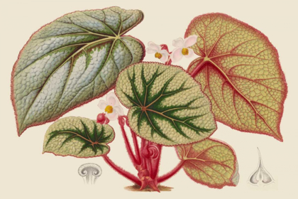 Picture of BEGONIA VARIETIES IV