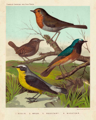 Picture of ROBIN, WREN AND REDSTART