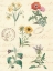 Picture of BOTANICAL JOURNAL IV