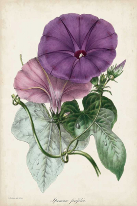 Picture of PLUM MORNING GLORY