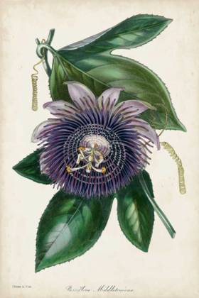 Picture of PLUM PASSION FLOWER