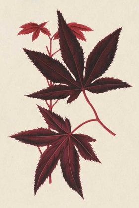 Picture of JAPANESE MAPLE LEAVES I