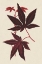 Picture of JAPANESE MAPLE LEAVES I