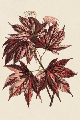 Picture of JAPANESE MAPLE LEAVES II