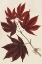 Picture of JAPANESE MAPLE LEAVES III