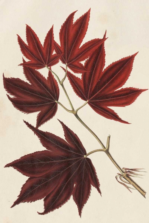 Picture of JAPANESE MAPLE LEAVES III