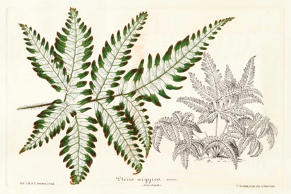 Picture of FERN LEAF FOLIAGE II