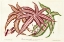 Picture of FERN LEAF FOLIAGE III