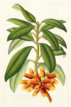 Picture of TROPICAL RHODODENDRON I