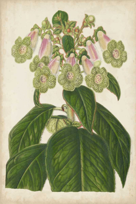 Picture of FOXGLOVE BOTANICAL