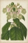Picture of FOXGLOVE BOTANICAL