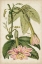Picture of PASSION FLOWER BOTANICAL