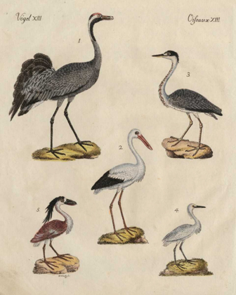 Picture of HERON CLASSIFICATION I