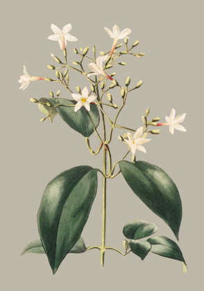 Picture of BOTANICAL CABINET I