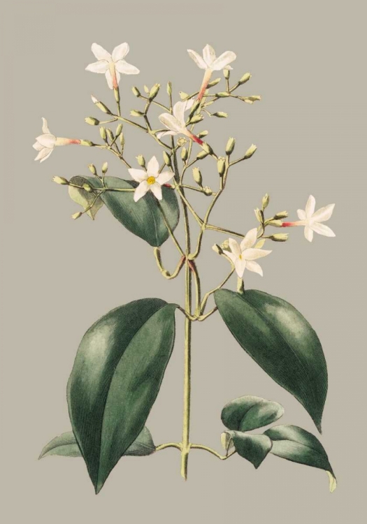 Picture of BOTANICAL CABINET I