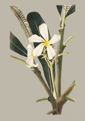 Picture of BOTANICAL CABINET IV