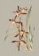 Picture of BOTANICAL CABINET VII