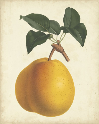 Picture of ANTIQUE PEAR BOTANICAL II